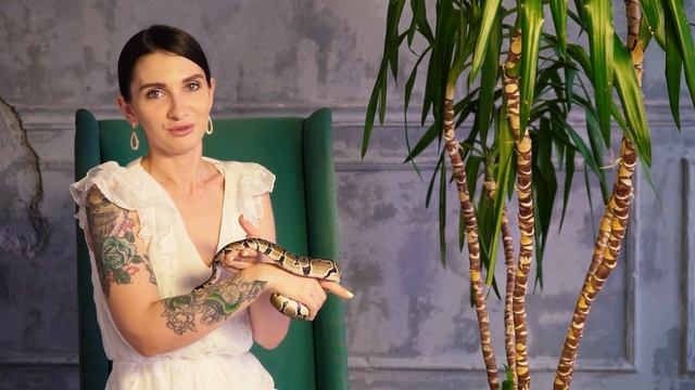 Содержание королевских питонов, стоит ли заводить змею новичкам? смотреть онлайн