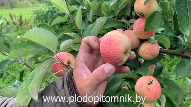 Яблоня сорт КОНФЕТНОЕ. Вкус на 5 баллов, ранний, зимостойкий сорт яблони. смотреть онлайн