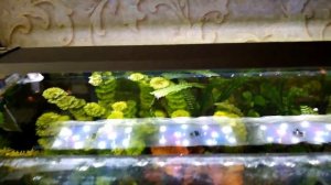 Тихая и  эффективная флейта в аквариуме.