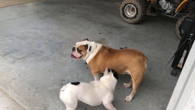English Bulldog Vs French Bulldog