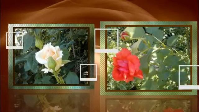 Семейное видео. Мои цветы смотреть онлайн