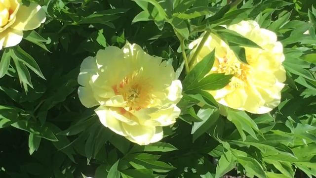 пион Бартзелла (Paeonia Itoh Bartzella). Начало цветения 22 мая 2022г смотреть онлайн