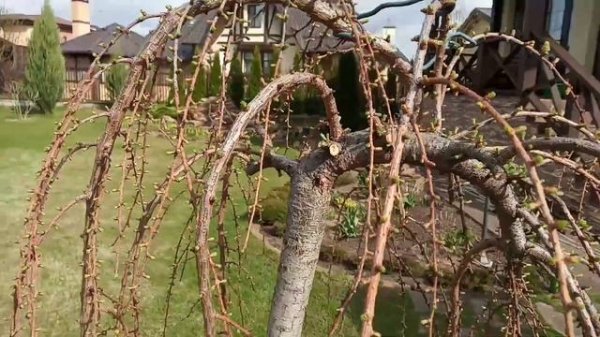 Stiff Weeper. Формирующая обрезка второго года