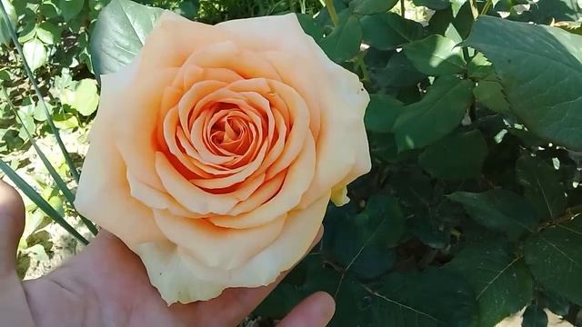 Роза Кенделайт,немного о ней. смотреть онлайн