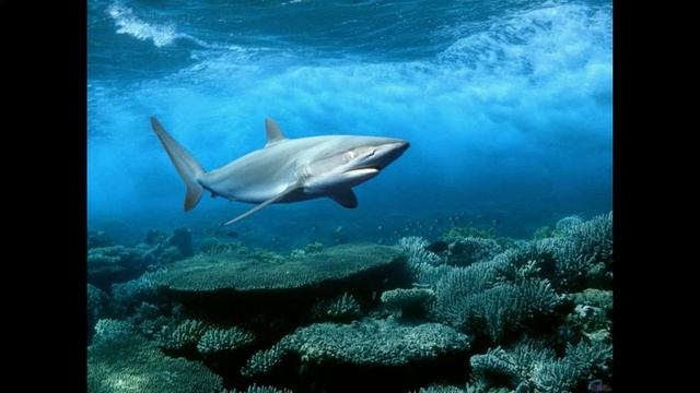 Сонник Акула смотреть онлайн