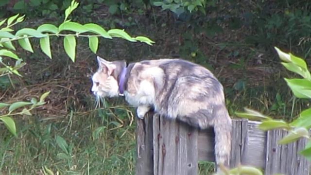 Кот и Сокол смотреть онлайн