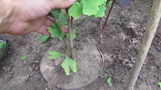 Гинкго билоба прирост за сезон/Ginkgo biloba growth per season смотреть онлайн