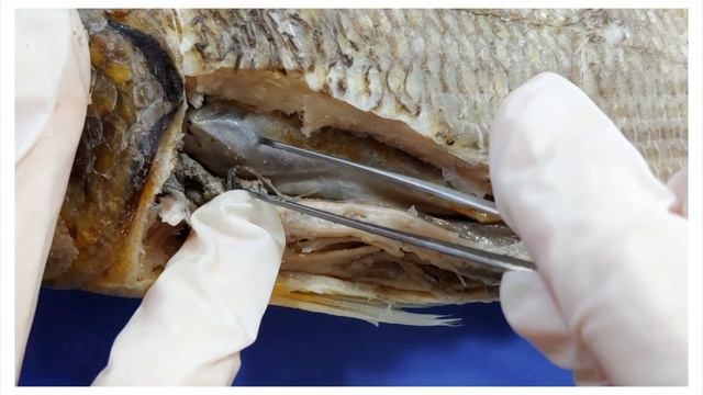 Perch (Bony Fish) Dissection || Teach A Man To Fish [EDU] смотреть онлайн