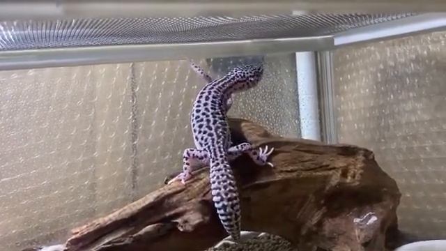 Редкие морфы эублефара Мимимико смотреть онлайн