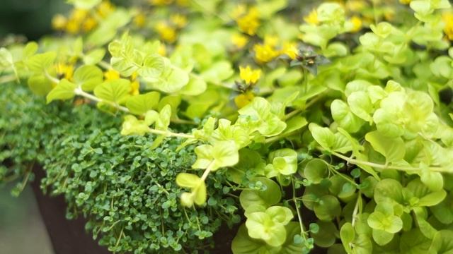 リシマキア 'オーレア', 'ミッドナイトサン', コルシカミントLysimachia Nummularia ‘Aurea’, 'Midnight Sun', and Corsican Mint смотреть онлайн