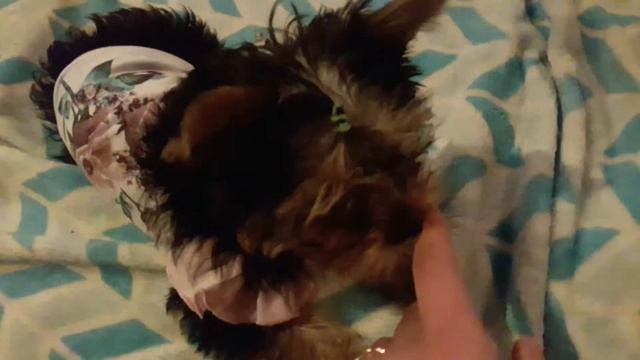 Купили щенка, первые дни щенка йорка в новом доме. Йоркширский терьер. Знакомство 2019 смотреть онлайн