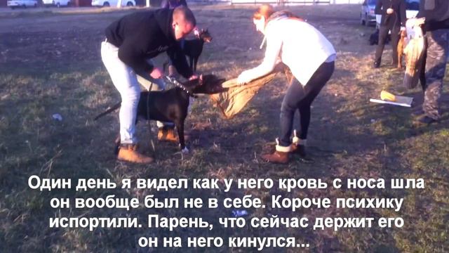 История питбуля Спайка 5 часть. Самый умный питбуль Спайк. Детство питбуля Спайка.