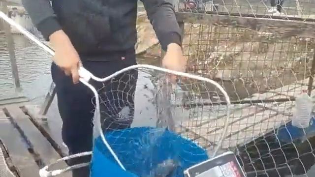 21.10.19. Запуск форели на малый водоём в кокино смотреть онлайн