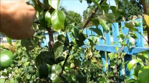 Формировка груши из "волчка" "жировика"