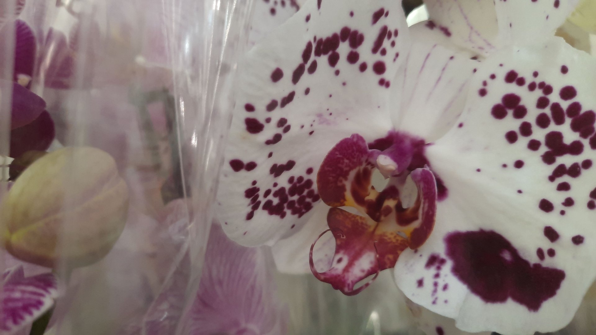 ОРХИДЕИ В ЛЕРУА //25 06 24// смотреть онлайн