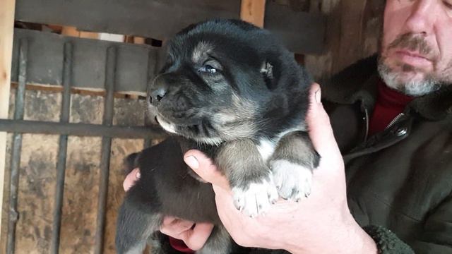 среднеазиатскаяовчарка , алабай )щенки на продажу из питомника Аз Марал ватсап вайбер +79278137957 смотреть онлайн