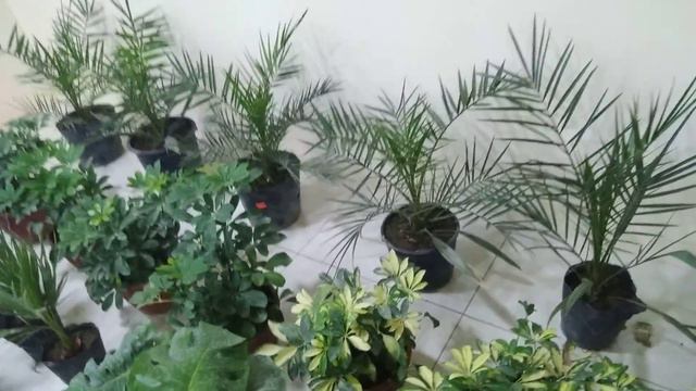 Хонободга янги гул дукон очдик смотреть онлайн