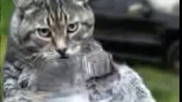 Видео открытка