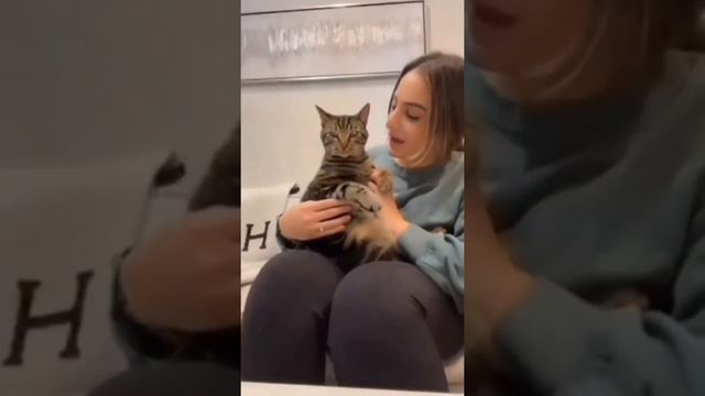 Смешные видео с домашними животными смотреть онлайн