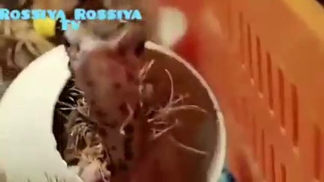 Африканские птицы теперь в Узбекистане