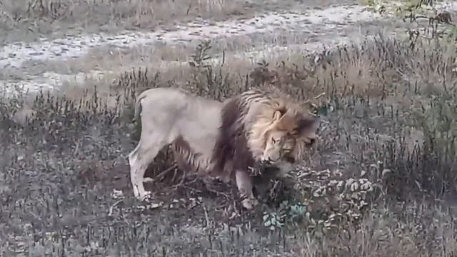 Два закадычных друга..Марсель и Лорд.. #тайган #крым #львы