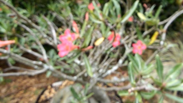 Adenium transplanting surprises смотреть онлайн