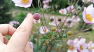 Японская Анемона Памина, кусту 4 года. Сентябрь 2023