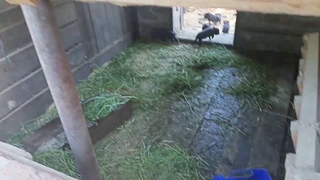 Ставим уколы поросятам💉 Прокололи железо💉 смотреть онлайн