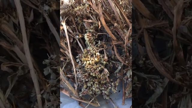 ВПЕРВЫЕ в YouTube как собрать свои семена со СТАТИЦЫ How to collect statice seeds? смотреть онлайн