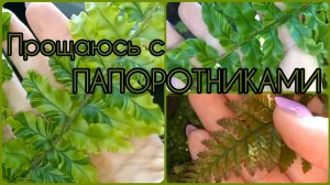 Финальный обзор ПАПОРОТНИКОВ?Нефролепис Тайгер?Дассада?Хумата Даваллия?Вариегатные папоротники?