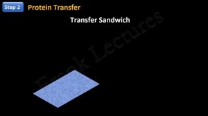 Western Blotting (Immunoblotting) : Principle and Complete Procedure Explained ! (FL-Immuno/81)