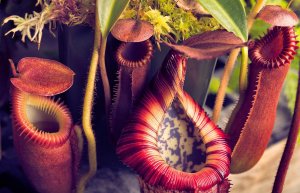 Непентес аттенборо РЕЛАКС ТЕРАПИЯ ИМПРОВИЗАЦИЯ композитор Виктор Анохин #музыка #instrumental #цветы