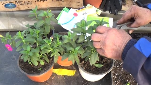 ЧЕРЕНКОВАНИЕ КАЛИБРАХОА. КАК РАЗМНОЖИТЬ КАЛИБРАХОА ЧЕРЕНКОВАНИЕМ. смотреть онлайн