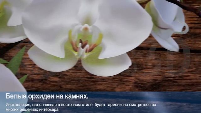 3D Фотообои "Белые орхидеи на камнях" смотреть онлайн