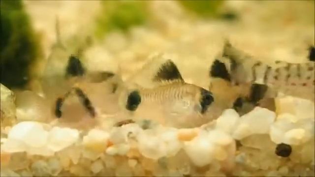 CORYDORAS PARTY! C.leucomelas, C.paleatus, C.panda - catfish party! смотреть онлайн