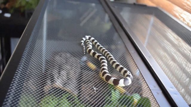 Kingsnake care guide! (2022) My pets and fun facts! смотреть онлайн