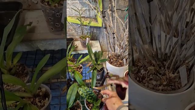 Meu Sapatinho Pinocchio Ainda Está Linnndo.🥰 #orchidées #orquideas #fleur #flores#orchid#sapatinho