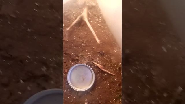 как ухаживать за живородящей ящерицей, как кормить._.обустройка террариума. смотреть онлайн