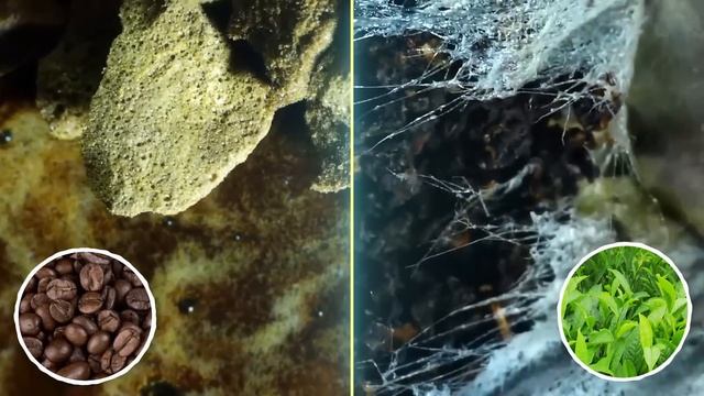50 ВЕЩЕЙ, КОТОРЫЕ ВЫ МОЖЕТЕ УВИДЕТЬ ТОЛЬКО ПОД МИКРОСКОПОМ смотреть онлайн
