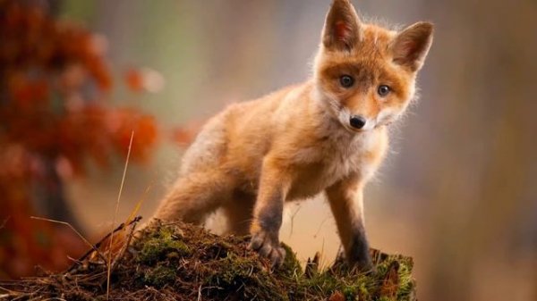 Перевод песни hushh