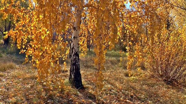 Берёза золотая смотреть онлайн