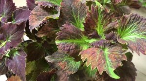 Моя коллекция Колеусов пополнилась?Нюансы выращивания ?Зимние хранение и уход???????