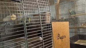 Дезинфекция птичника Обработка попугаев корел, волны, неразлучников Средства для обработки попугаев