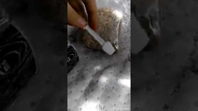 Чем лечить раковину улитки ахатины смотреть онлайн