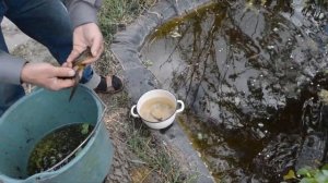 Тритоны. Ловим тритонов.Хвостатые земноводные.