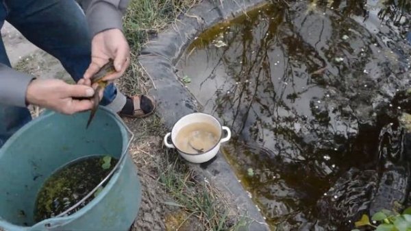 Тритоны. Ловим тритонов.Хвостатые земноводные.