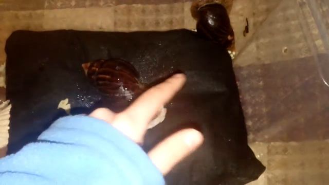 Улитка родила!!! смотреть онлайн