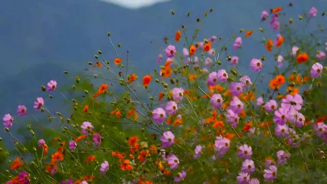 Утренняя медитация. Начало нового дня смотреть онлайн