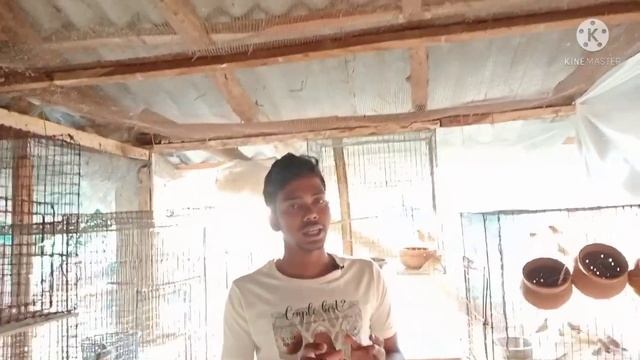 Cage size for small Birds /minemum cage for Finch, Budgies ,Cockatiel, Java, Conure and Dove etc.. смотреть онлайн