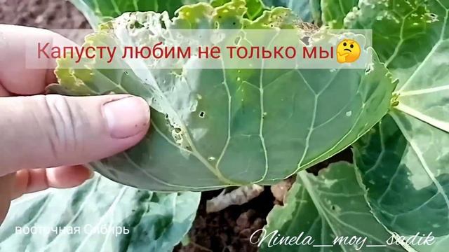 Листоеды или листогрызы на капусте?Капусту любим не только мы.. смотреть онлайн
